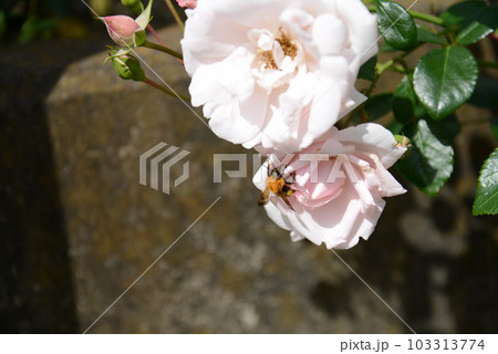 バラの蜜を集めるミツバチ 103313774