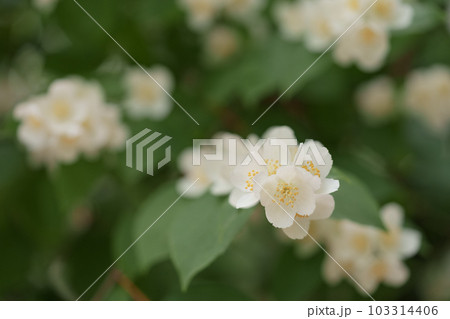Closeup of jasmine flowers on a bush in a garden Closeup of jasmine flowers on a bush in a garden 103314406