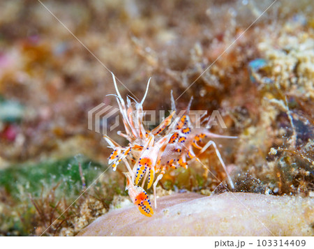 トゲツノメエビ トゲツノメエビ 103314409
