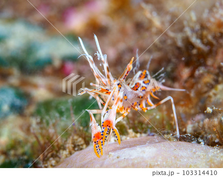 トゲツノメエビ 103314410