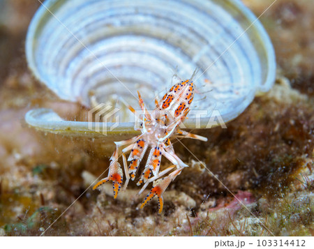 トゲツノメエビ トゲツノメエビ 103314412