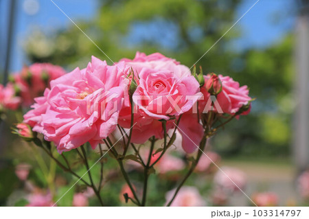 駕与丁公園の薔薇 103314797