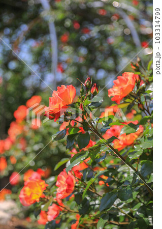 駕与丁公園の薔薇 駕与丁公園の薔薇 103314799