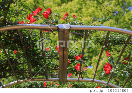 駕与丁公園の薔薇 103314802