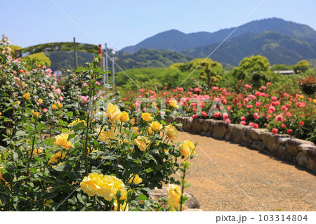 駕与丁公園の薔薇 103314804