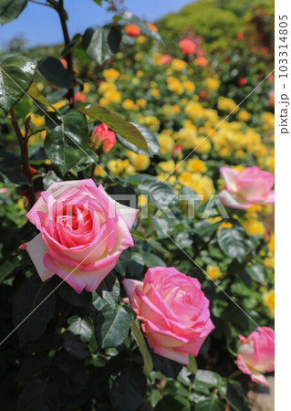駕与丁公園の薔薇 103314805