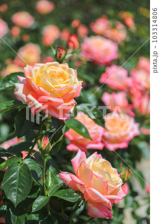 駕与丁公園の薔薇 駕与丁公園の薔薇 103314806