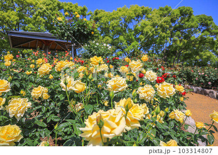 駕与丁公園の薔薇 103314807