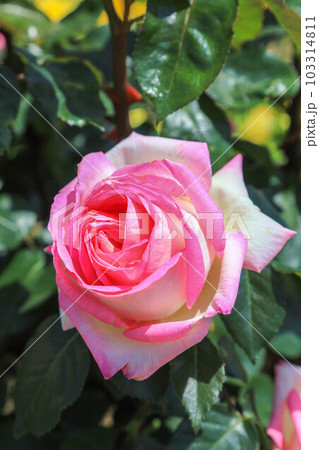 駕与丁公園の薔薇 駕与丁公園の薔薇 103314811