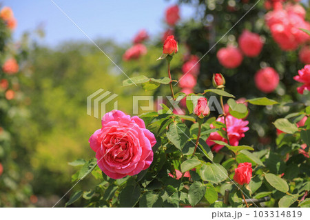 駕与丁公園の薔薇 駕与丁公園の薔薇 103314819