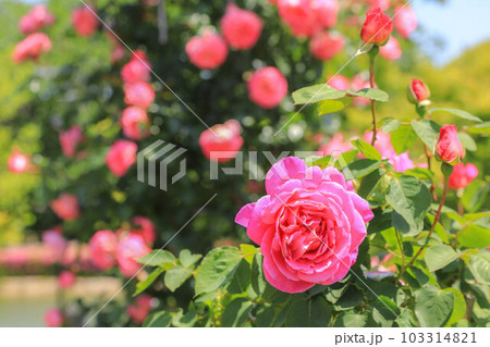 駕与丁公園の薔薇 103314821