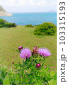 丘の上に咲く花 103315193