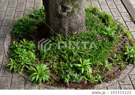 コンクリートの隙間から生えている雑草 コンクリートの隙間から生えている雑草 103315222
