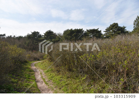Petten, Netherlands. May 2023. Walking area in the dunes near Petten in North Holland. Petten, Netherlands. May 2023. Walking area in the dunes near Petten in North Holland. 103315909