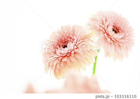 明るいピンクのガーベラの花 明るいピンクのガーベラの花 103316110