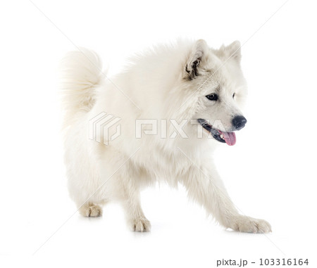 samoyed dog in studio samoyed dog in studio 103316164