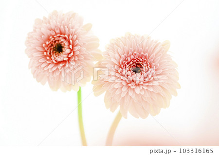 明るいピンクのガーベラの花 明るいピンクのガーベラの花 103316165