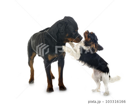 cavalier king charles and rottweiler cavalier king charles and rottweiler 103316166