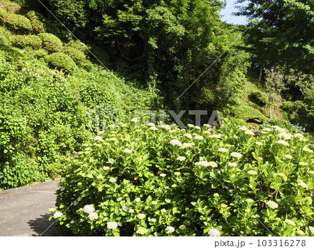 静岡県下田市下田公園の紫陽花（梅雨） 103316278