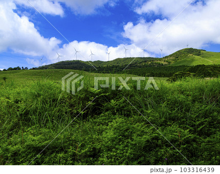 静岡県稲取細野高原の初夏 103316439