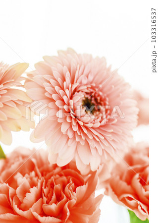 明るいピンクのガーベラとカーネーションの花 103316537