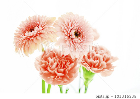 明るいピンクのガーベラとカーネーションの花 103316538