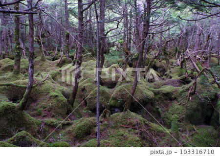 白駒の池の原生林 白駒の池の原生林 103316710