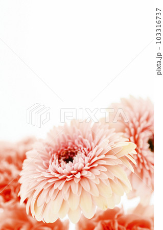 明るいピンクのガーベラとカーネーションの花 明るいピンクのガーベラとカーネーションの花 103316737