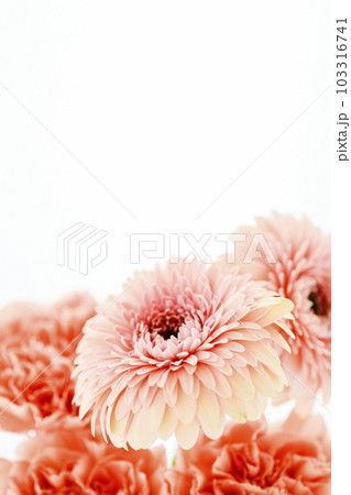 明るいピンクのガーベラとカーネーションの花 明るいピンクのガーベラとカーネーションの花 103316741