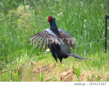 母衣うちをするキジ 103317287