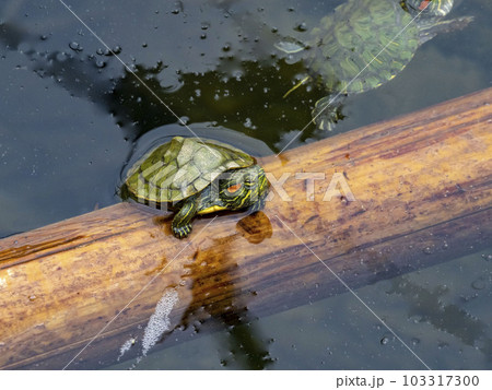 川にいる今年生まれたミシシッピアカミミガメの赤ちゃん 103317300