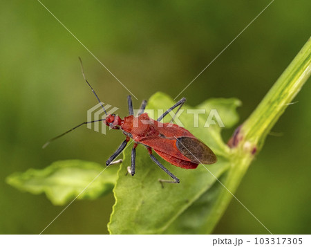 スイバの上にいるアカサシガメ 103317305