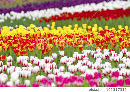 パステルカラー 103317332