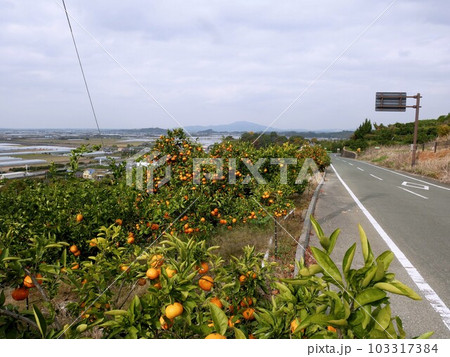 玉名市天水町のみかん畑と道路 (熊本県) 玉名市天水町のみかん畑と道路 (熊本県) 103317384