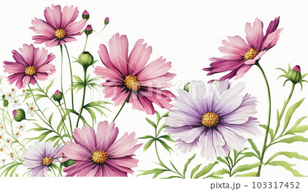 コスモスの花の水彩画