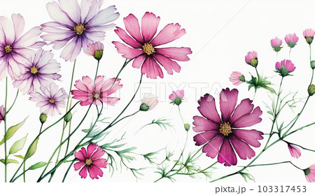 コスモスの花の水彩画のイラスト素材 [103317453] - PIXTA