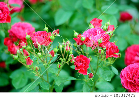バラ園でみた花 バラ園でみた花 103317475