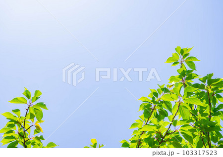 新緑頃のさくらの木 新緑頃のさくらの木 103317523