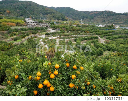 天水のみかん山 天水のみかん山 103317534