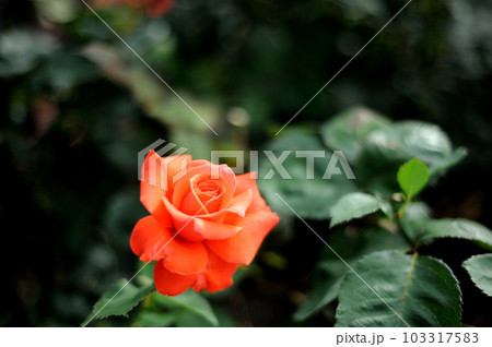 バラ園でみた花 バラ園でみた花 103317583