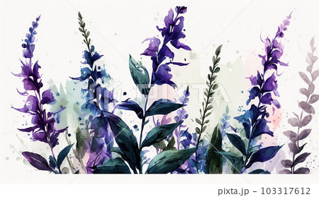 サルビアの花の水彩画