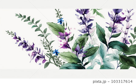 サルビアの花の水彩画
