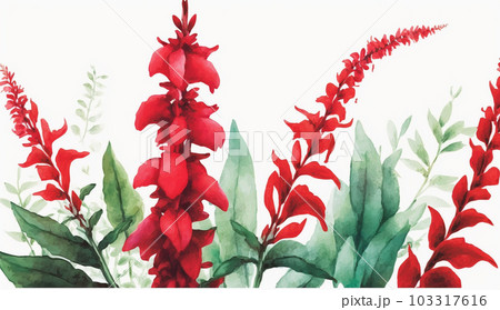 サルビアの花の水彩画