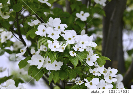 日本の横浜都市景観 早くも、梅雨時の白い花・山法師(ヤマボウシ)が咲き誇る季節に…花言葉は友情=5月 日本の横浜都市景観 早くも、梅雨時の白い花・山法師(ヤマボウシ)が咲き誇る季節に…花言葉は友情=5月 103317633