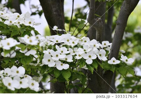 日本の横浜都市景観 早くも、梅雨時の白い花・山法師(ヤマボウシ)が咲き誇る季節に…花言葉は友情=5月 日本の横浜都市景観 早くも、梅雨時の白い花・山法師(ヤマボウシ)が咲き誇る季節に…花言葉は友情=5月 103317634