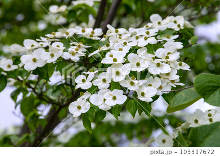 日本の横浜都市景観 早くも、梅雨時の白い花・山法師(ヤマボウシ)が咲き誇る季節に…花言葉は友情=5月 日本の横浜都市景観 早くも、梅雨時の白い花・山法師(ヤマボウシ)が咲き誇る季節に…花言葉は友情=5月 103317672