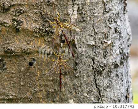 エノキに来たオスのオオホシオナガバチ エノキに来たオスのオオホシオナガバチ 103317742
