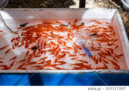 東京都新宿区で催された祭りの屋台の金魚すくい 103317897