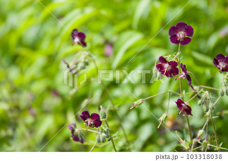 濃い紫色のゲラニウムの花 濃い紫色のゲラニウムの花 103318038
