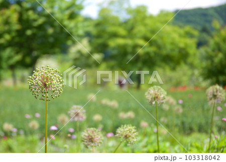 白いギガンチウムの花2 103318042